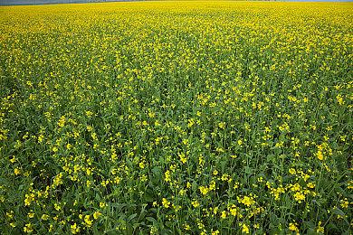 《巫师3：狂猎》十周年纪念：CDPR献上精美贺图